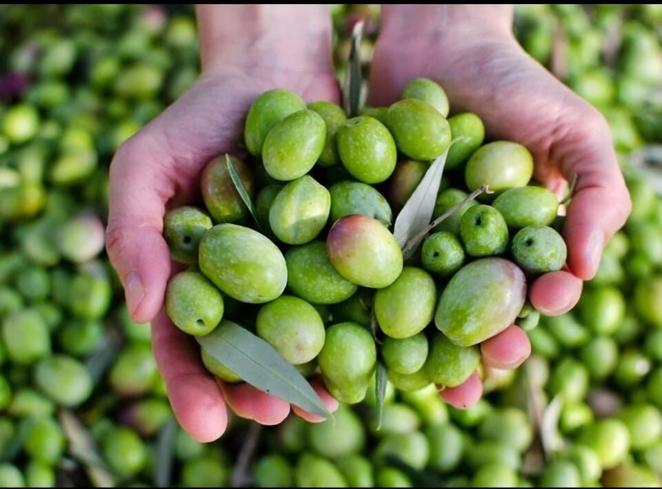 Salamura yeşil zeytin